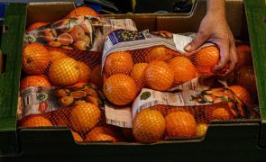 Exportações de frutas, legumes e flores aumentam 16% até junho para 939 ME