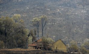 Ansião soma prejuízos de cerca de um milhão de euros em floresta e agricultura devido aos incêndios