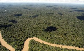 Desflorestação na Amazónia brasileira aumenta 80% em agosto