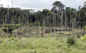 Associação Zero felicita sim do Parlamento Europeu sobre desflorestação e pede ambição a Portugal