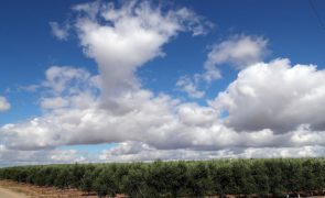 Chuva de setembro não altera quebra de produção no olival de regadio
