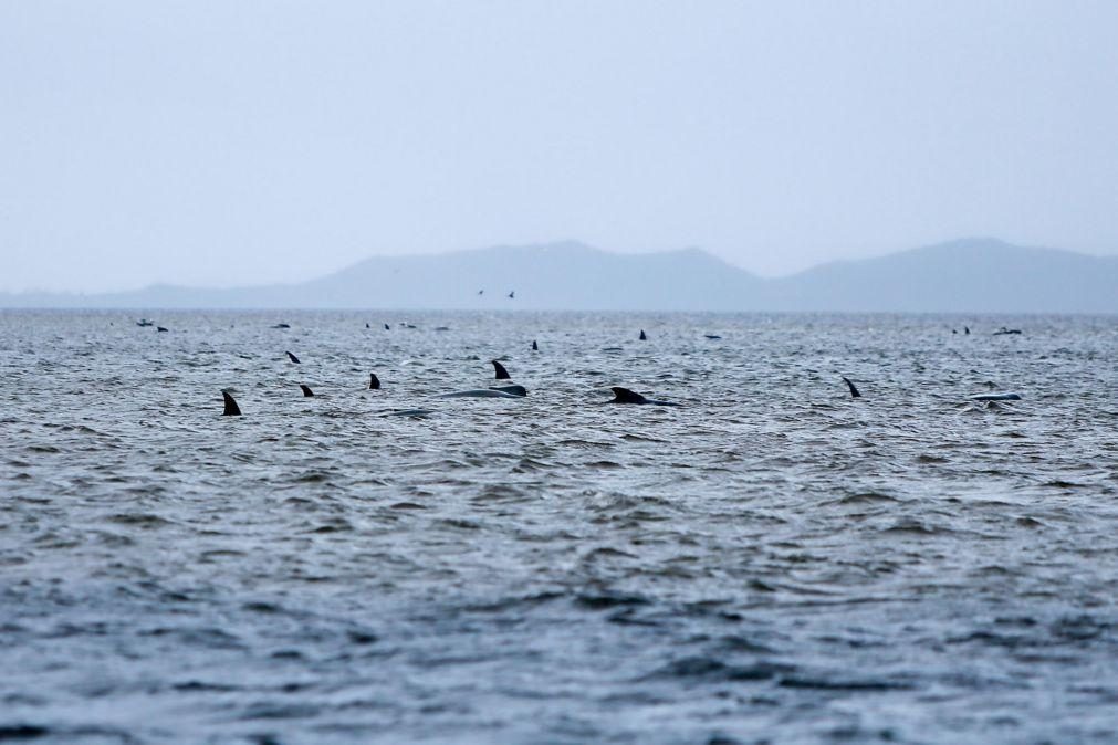 Centenas de baleias-piloto encalhadas na Austrália