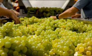Produção de vinho moscatel deverá aumentar 10% nesta vindima em Favaios, Alijó