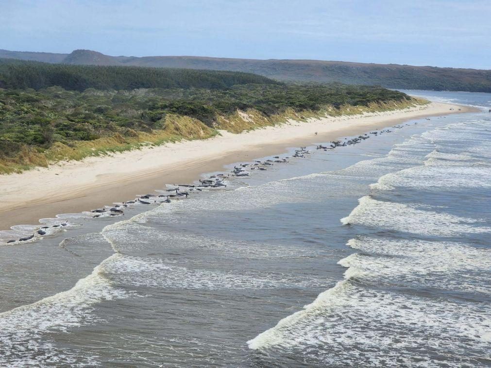 Cerca de 200 baleias-piloto morrem encalhadas na costa da Tasmânia