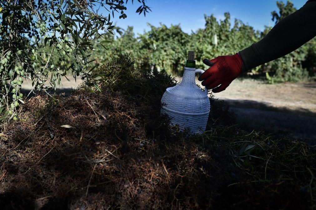 ASAE apreende 100 mil litros de vinho no distrito da Guarda