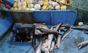 Tribunal de Contas Europeu recomenda maior controlo sobre a pesca ilegal