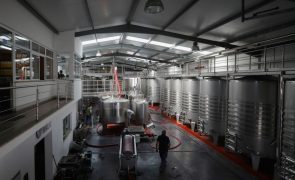 Fenadegas pede apoio para adegas cooperativas e produtores de vinho