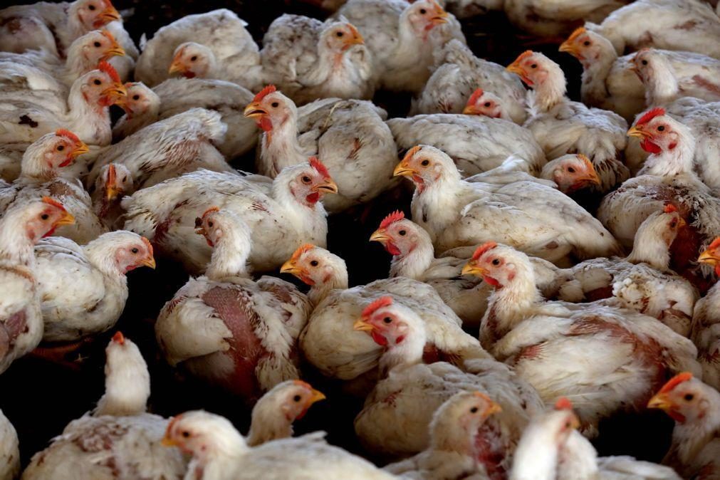 Epidemia de gripe aviária é a maior de sempre na Europa (incluindo Portugal)