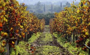 Vinhos do Algarve com quebras na produção na ordem dos 20%