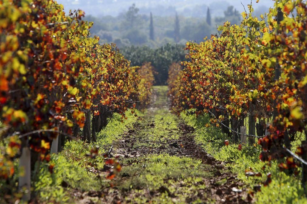 Vinhos do Algarve com quebras na produção na ordem dos 20%