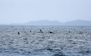 Cerca de 240 baleias morrem após ficarem encalhadas na Nova Zelândia