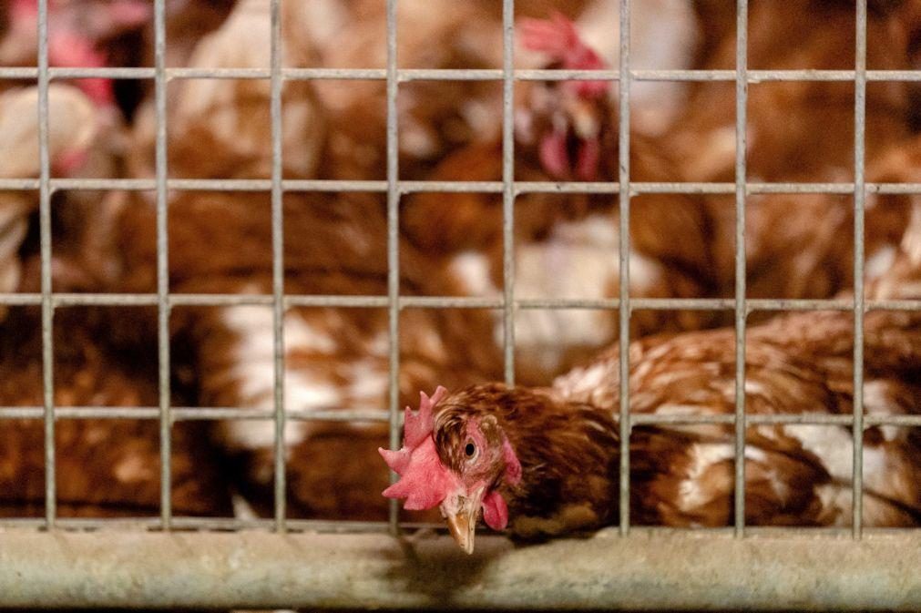 Portugal já registou mais de 30 focos de gripe aviária de alta patogenicidade