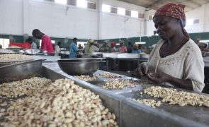 Preço de referência da castanha de caju cai para 59 cêntimos em Moçambique