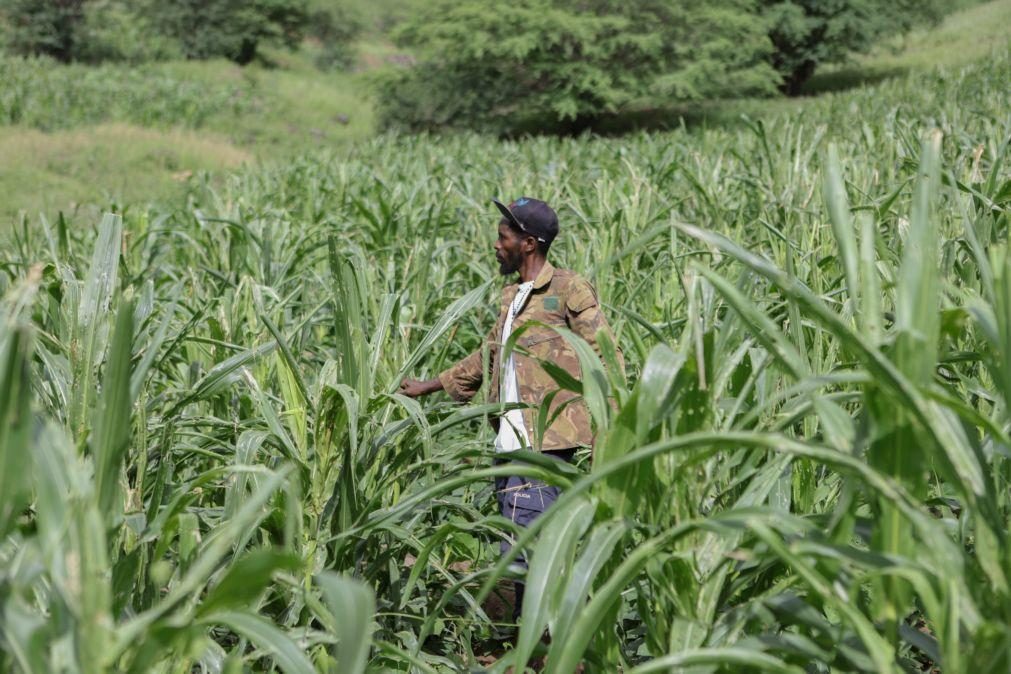 Agricultores cabo-verdianos lamentam pragas e esperam mais chuvas