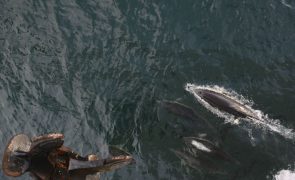 Proposta comissão de acompanhamento do estuário para que os golfinhos continuem a visitar o Tejo