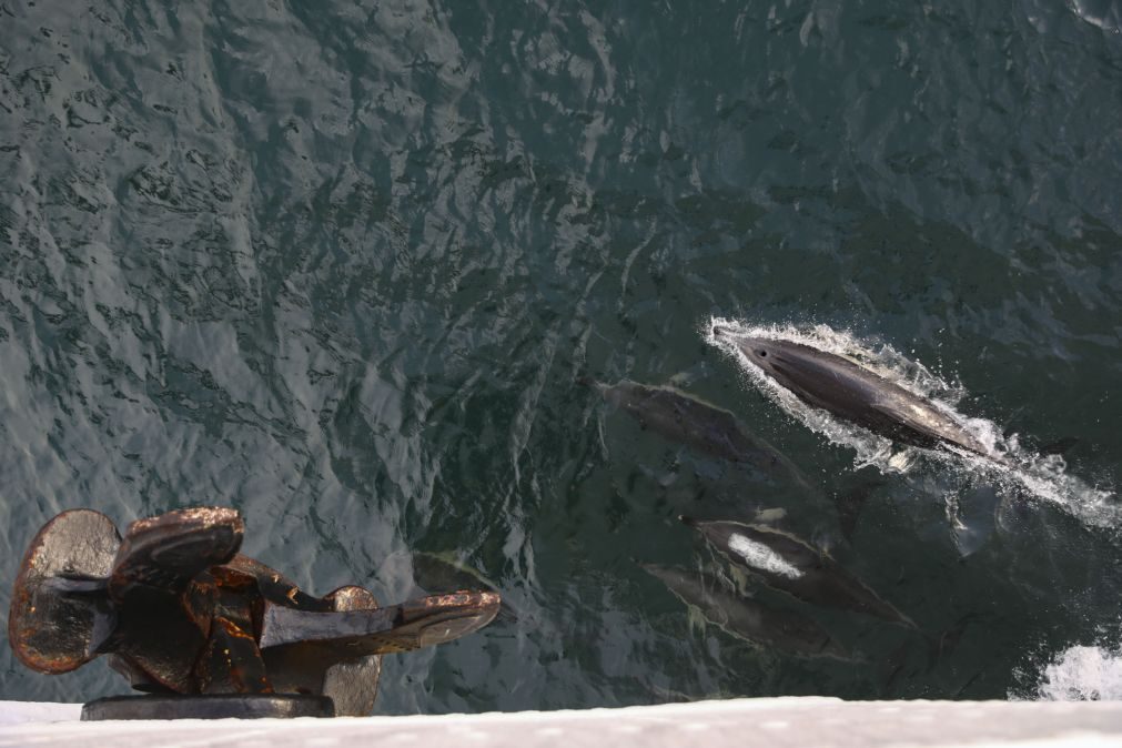Proposta comissão de acompanhamento do estuário para que os golfinhos continuem a visitar o Tejo