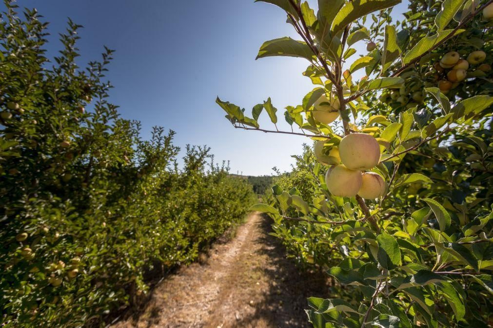 Portugal tem 326 variedades fruteiras registadas - DGAV