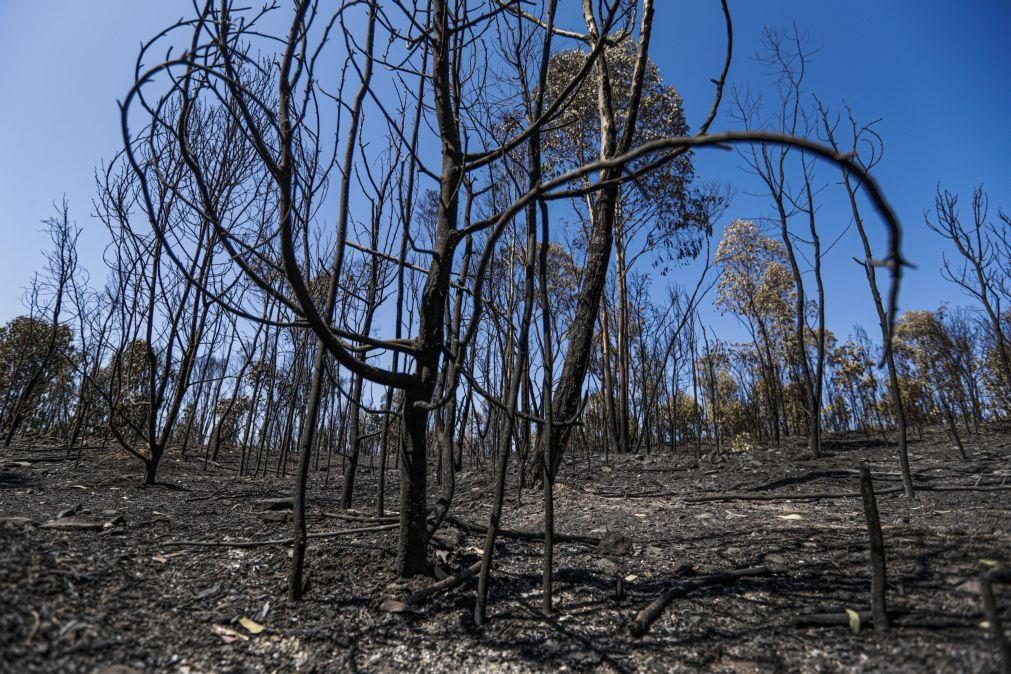 Dois fogos responsáveis por 98% da área ardida no Algarve este ano