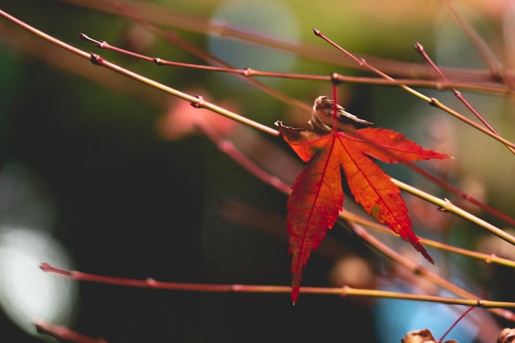 Meteorologia: Previsão do tempo para sexta-feira, 25 de novembro