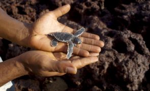 Exploração mineira não é incompatível com proteção das tartarugas -- governante angolano