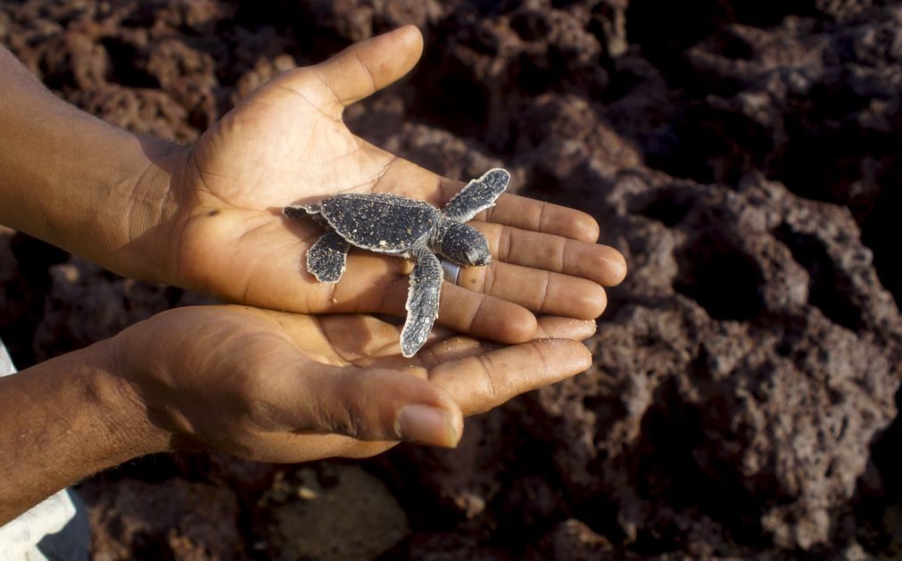 Exploração mineira não é incompatível com proteção das tartarugas -- governante angolano