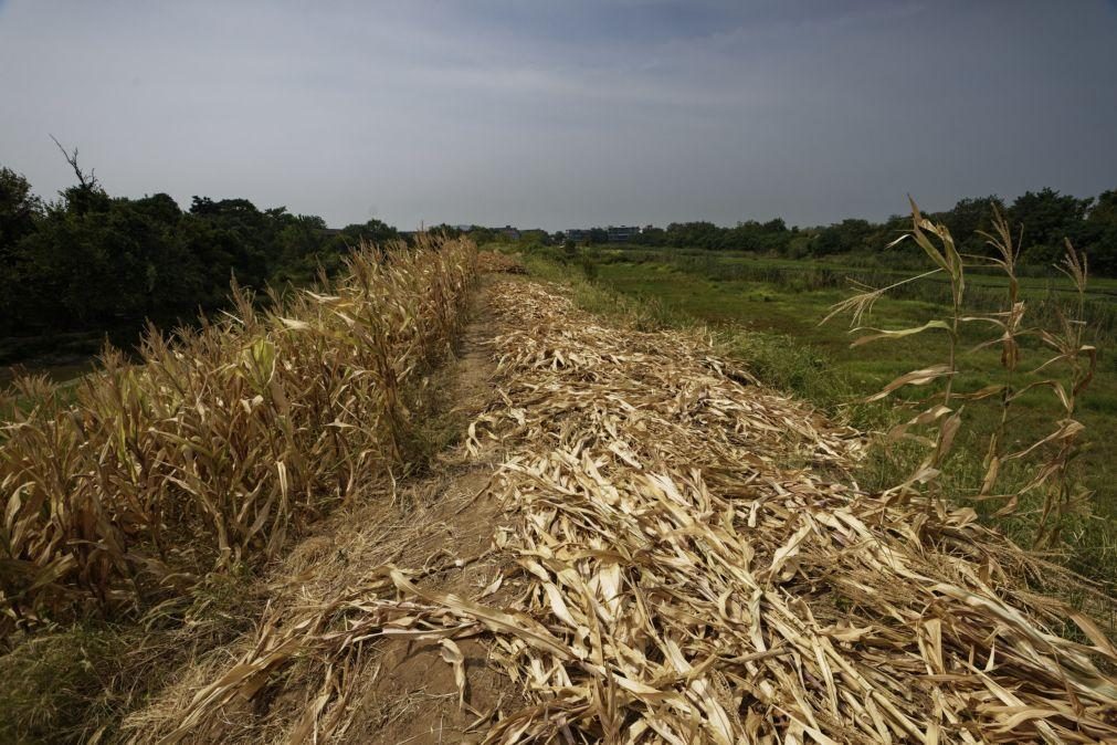 Ondas de calor provocadas pelas alterações climáticas já custaram biliões