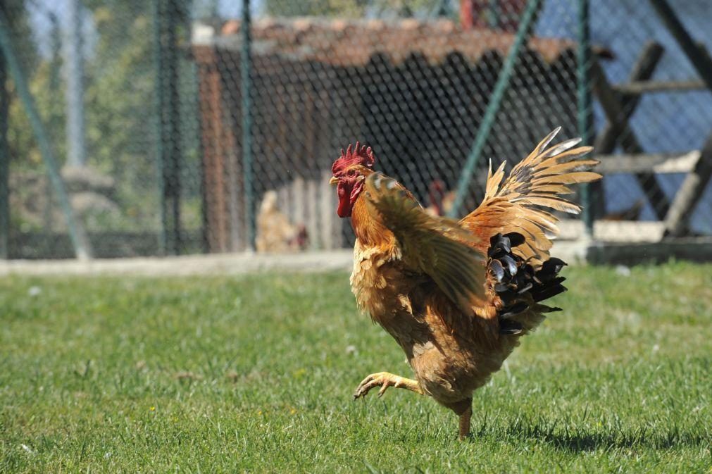 Confinamento obrigatório para aves em Inglaterra devido a gripe aviária