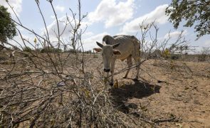 Secas intensificaram-se em África nos últimos 40 anos - ONG WaterAid