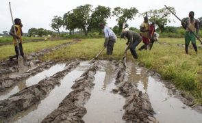 COP27: Organizações de produtores do setor alimentar pedem ajuda financeira