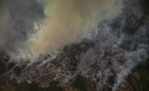 Desflorestação na bacia do Congo aumentou 5% em 2021