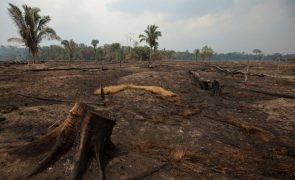 Desflorestação na Amazónia brasileira bate recorde em outubro e ultrapassa ano de 2021