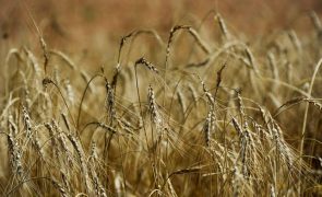 Ucrânia: UE e parceiros vão disponibilizar mais mil ME para exportar cereais