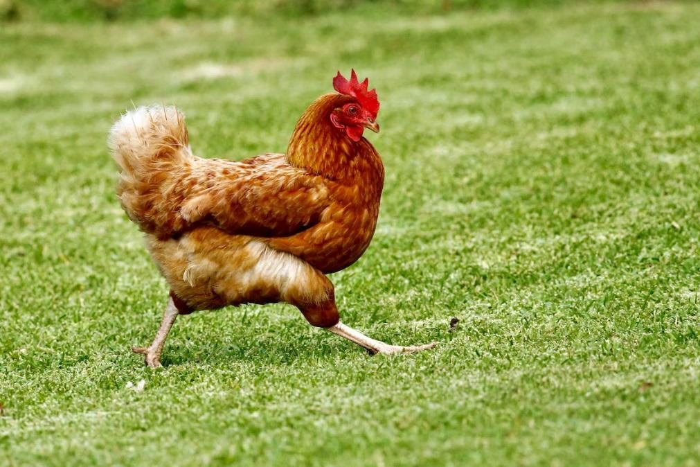 Juiz indemnizado em 500 euros por vizinho que lhe roubou galinha