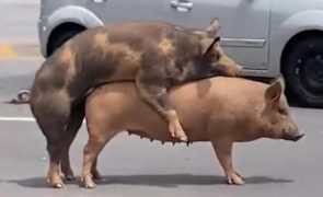 Porcos apanhados a acasalar no meio da estrada [vídeo]