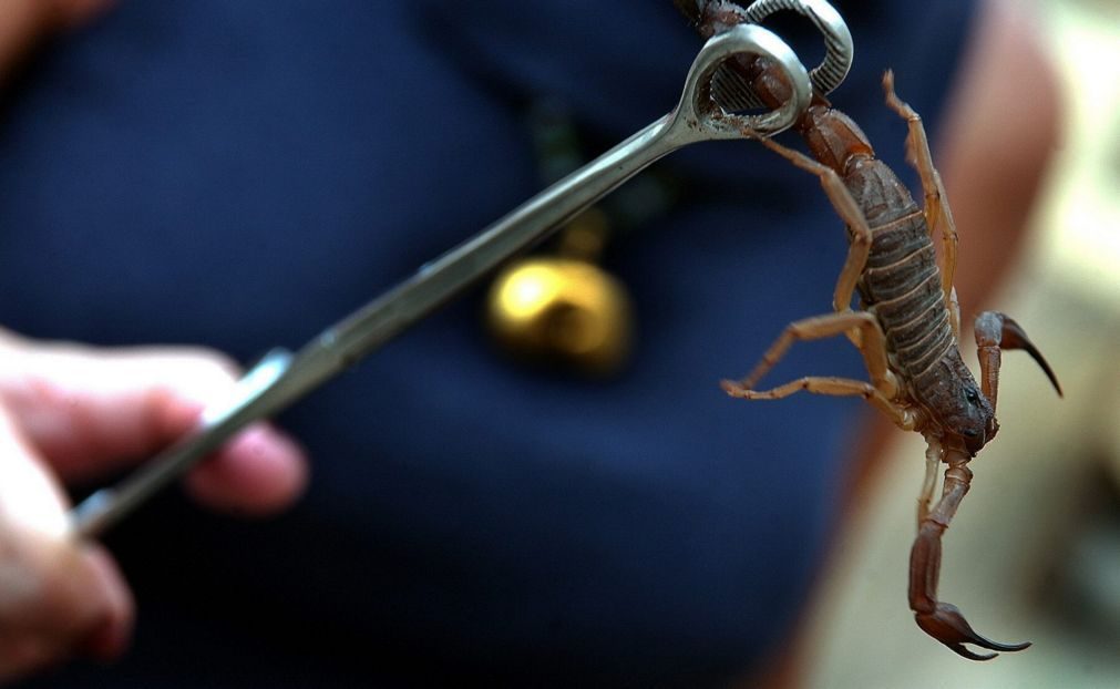 Escorpiões produzem veneno em função do tipo de presa