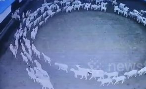 Ovelhas na Mongólia andam em círculos há 12 dias e ninguém sabe porquê