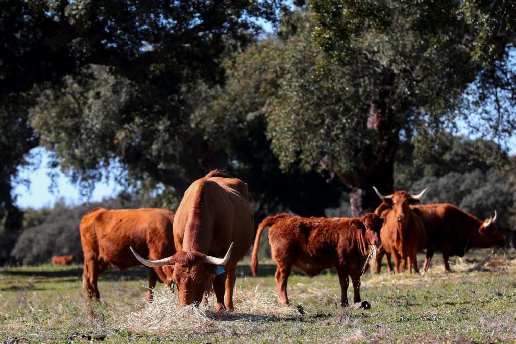 Aumento da pressão do pastoreio ameaça pastagens nas regiões mais secas - estudo