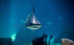 Conferência sobre comércio de espécies ameaçadas aprova proteção de tubarões