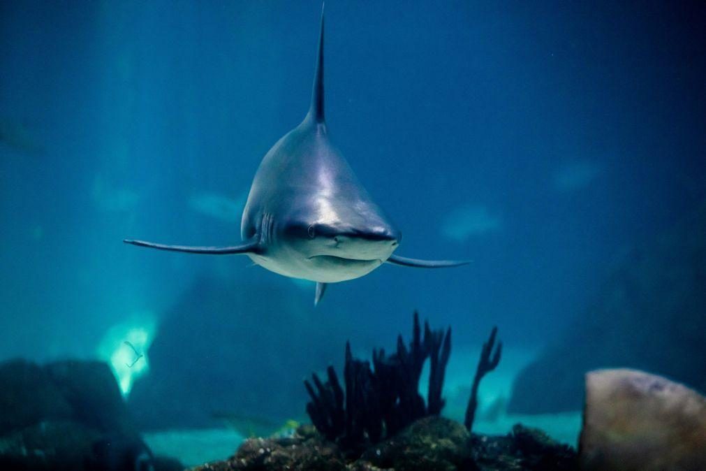 Conferência sobre comércio de espécies ameaçadas aprova proteção de tubarões