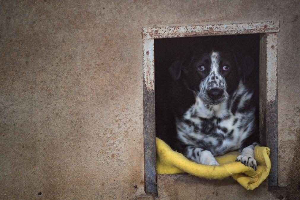 PAN propõe audição da provedora do Animal na Assembleia da República