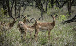 Fauna da Gorongosa bate recorde, mas enfrenta 