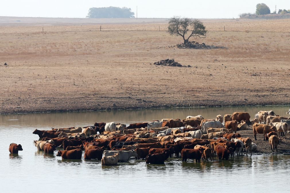Ministério da Agricultura avança com apoio à alimentação animal devido à seca