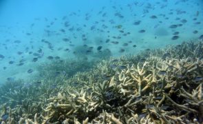 Austrália vai pressionar contra inclusão da Grande Barreira de Coral em lista do Património Mundial em perigo