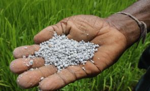 Primeiro carregamento de fertilizantes russos partiu para Moçambique
