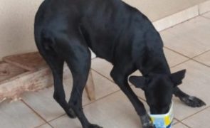 Homem detido após publicar vídeo a abusar sexualmente de cadela