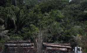 Desflorestação na Amazónia cai pela primeira vez no Governo de Bolsonaro