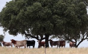 Vírus afeta bovinos em Espanha e deixa Portugal abrangido pelas restrições