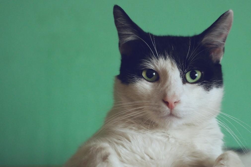 Parasita comum nos gatos afeta olhos de uma em cada 3 pessoas