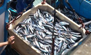 Governo aprova Plano Estratégico para a Pequena Pesca 2022-2030