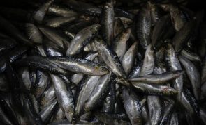 UE chega a acordo sobre pescas para 2023
